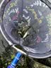 臻佑（Grsaed）抄网头可折叠加厚不锈钢抄网圈速干不挂钩捞鱼网布抄网兜防挂密网眼钓鱼渔具配件40CM 实拍图