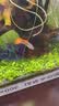 尼特利二代水草泥鱼缸专用水藻泥生态草缸底砂营养土1.5L/袋 实拍图