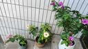 玫瑰花苗老桩绿植物盆栽月季蔷薇老根室内外阳台庭院特大花卉四季 26黑巴克（老桩苗四季开花） 实拍图