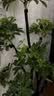 叹为观止大型植物发财树各种大颗盆栽开业乔迁客厅办公室内好养大型花卉 造型鸭脚木【1.4-1.6米】 含盆 实拍图