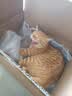 pidan猫砂 豆腐猫砂2.4kg*4包强力吸臭纯猫砂 可冲厕所非膨润土砂 实拍图