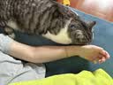 皇家猫粮 美短成猫粮 ASA31 通用粮 12月以上 2KG 实拍图