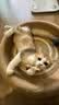 HELLOJOY木天蓼猫咪磨牙棒猫玩具自嗨解闷拉菲草逗猫棒耐咬幼猫养猫神器 实拍图