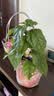 龙吐珠盆栽带花室内桌面好养花卉阳台庭院爬藤植物藤本四季开花苗 3年苗龙吐珠带花（原土原盆）30厘米 含盆 实拍图