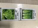 北蔬奶油快菜种子苗秋冬季青菜小白菜籽 卓脆速生奶油快菜种子约500粒 实拍图