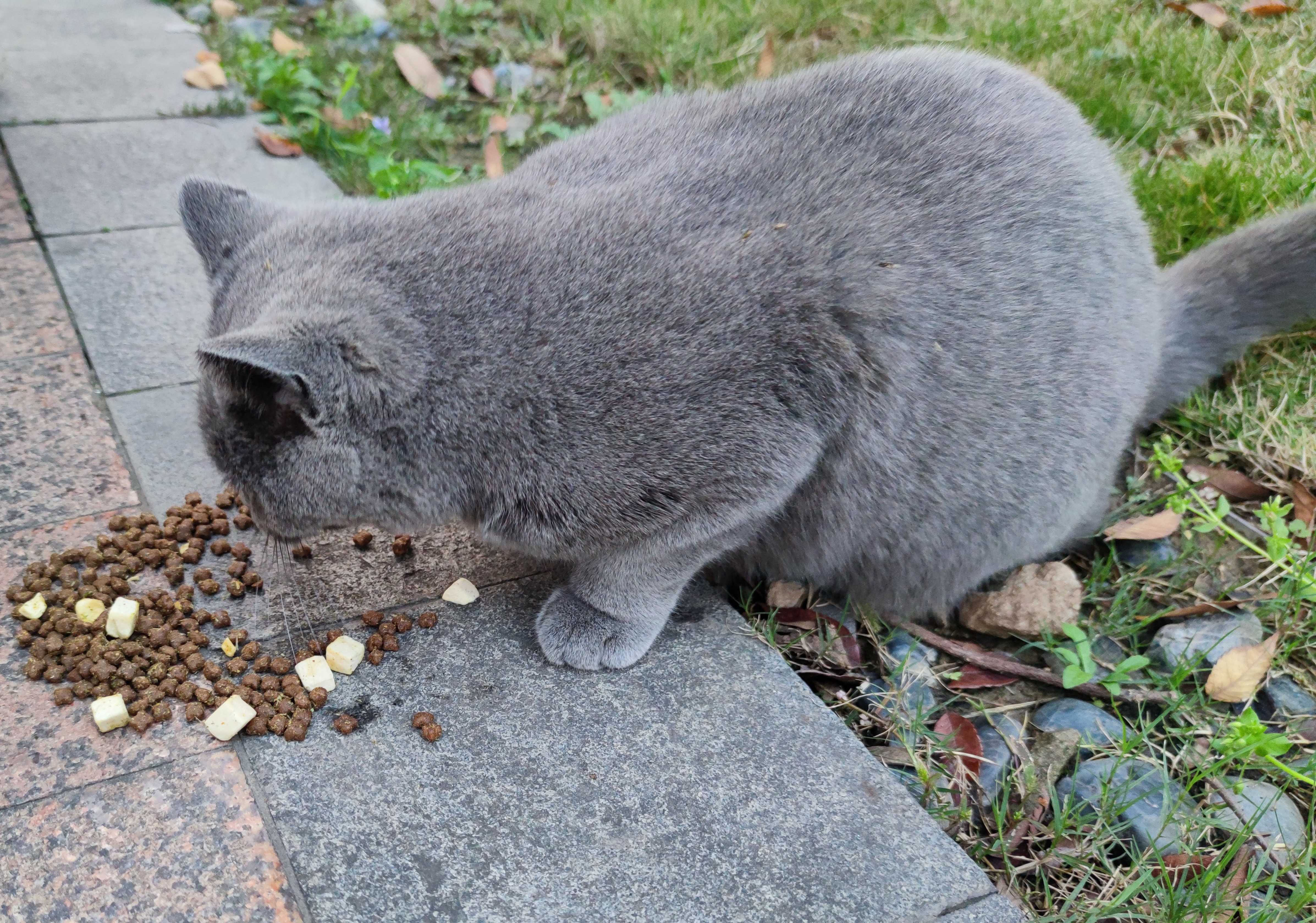 网易严选全价猫粮4.0成幼猫三文鱼亮毛养胃深海鱼虾1.8kg*4袋【宠物金选】 实拍图