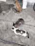 伟嘉猫粮成猫全价猫粮亮毛蓝猫均衡营养10kg海洋鱼夹心粮【原料透明】 实拍图