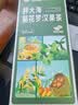 草木方胖大海金银花罗汉果甘草菊花茶教师吸烟者清润凉喉茶养生茶 实拍图