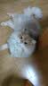 乐而雅花王懒睡派晚安裤XL码组合20片安睡裤裤型卫生巾姨妈巾京东自营 实拍图