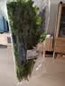 带根香菜100g 实拍图
