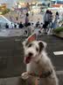 爱沃克宠物驱虫内外同驱耳螨跳蚤蛔虫4-10kg中小犬1ml单支德国进口原研 实拍图