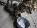 皇家搭档猫条猫零食鸡肉三文鱼猫条成猫幼猫营养猫条312g（13g*24支）一袋 实拍图