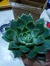 【限时优惠】多肉植物盆栽新手套餐迷你绿植 2颗不同品种多肉(不带盆和土） 实拍图