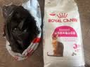 皇家猫粮 挑嘴成猫猫粮 高适口性 EF38 通用粮 12月以上 2KG 实拍图