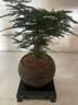 文竹盆栽绿植花卉盆景植物室内客厅水培文松云竹文竹大苗四季常青 小文竹【2棵更实惠】原土球发货 高度15-25cm 实拍图