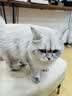 伯纳天纯金枪鱼蔓越莓成猫美毛猫粮6kg 实拍图