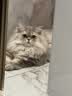 皇家猫粮 英短成猫粮 BS34 通用粮 12月以上 10KG 实拍图