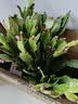 花翁新品蟹爪兰盆栽绿植花卉 橘橙色50-60颗+仿木桶盆源头直发 实拍图