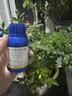 国光0.01%24表芸苔素内酯内脂素生根壮苗花卉希慕蔬菜农药调节剂100ml 实拍图