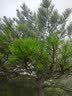 京东绿植绿萝盆栽除甲醛花卉绿植办公室新房净化空气180加仑4盆装源头直发 实拍图