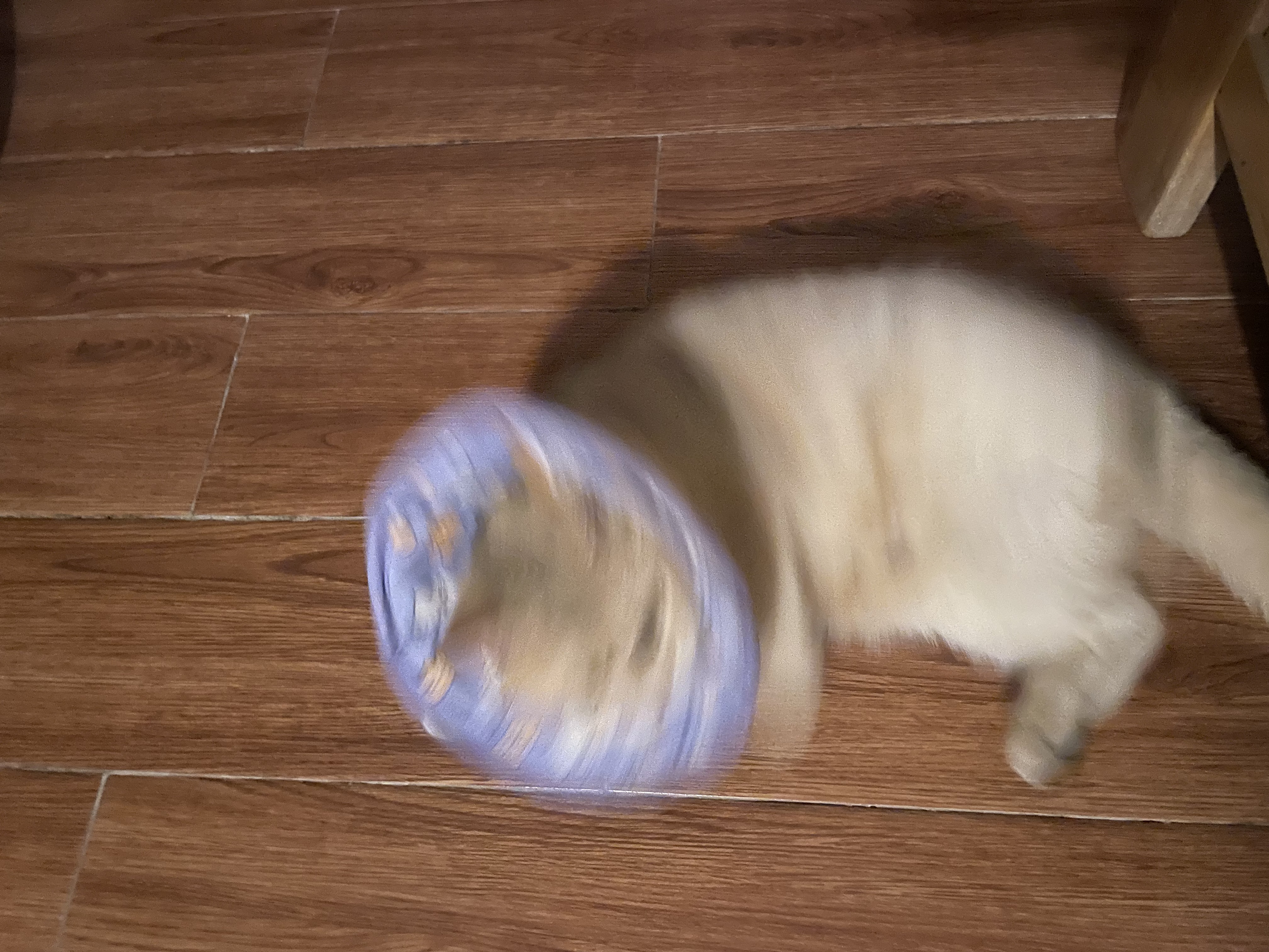 帕特 猫条猫零食飞鱼籽猫条猫咪补水解馋成幼猫零食湿粮 兔肉10g*6支 实拍图