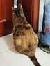 皇家猫粮 英短成猫粮 BS34 通用粮 12月以上 2KG 实拍图