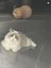 皇家（ROYAL CANIN）肠道处方粮（适中能量）GIM35猫肠胃消化成猫处方粮1.5KG 实拍图