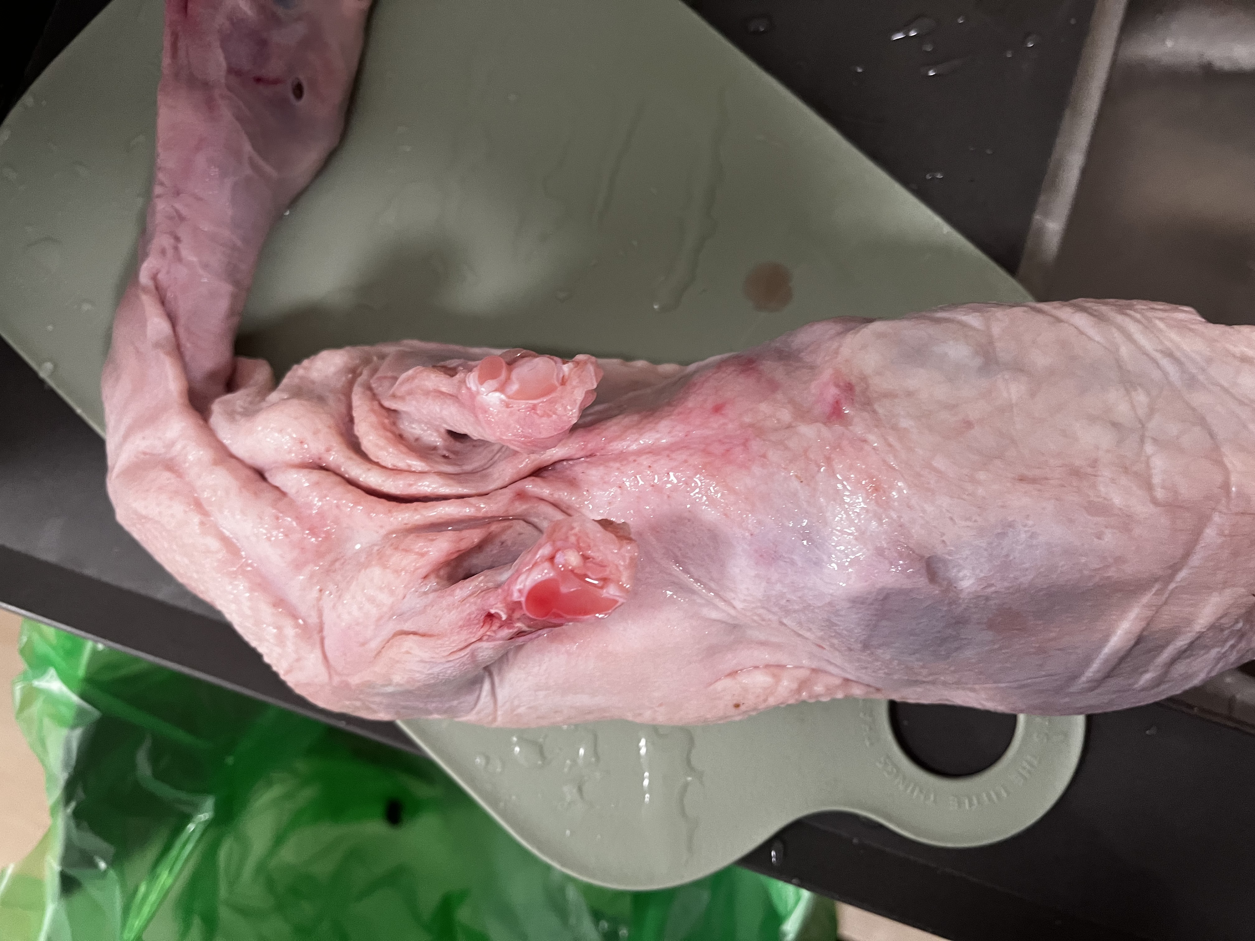 硒全食美无抗富硒老鸽 净重400g/只 冷冻 鸽子生鲜煲汤烧烤鸽子肉鸽 实拍图