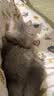 诚实一口P40全价猫粮成猫幼猫室内外80%鲜肉高蛋白长肉美毛鸡鱼味1.5kg 实拍图