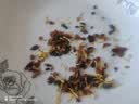 南京同仁堂菊花枸杞决明子茶養盰護肝茶桑叶栀子甘草牛蒡根养生茶150g 实拍图