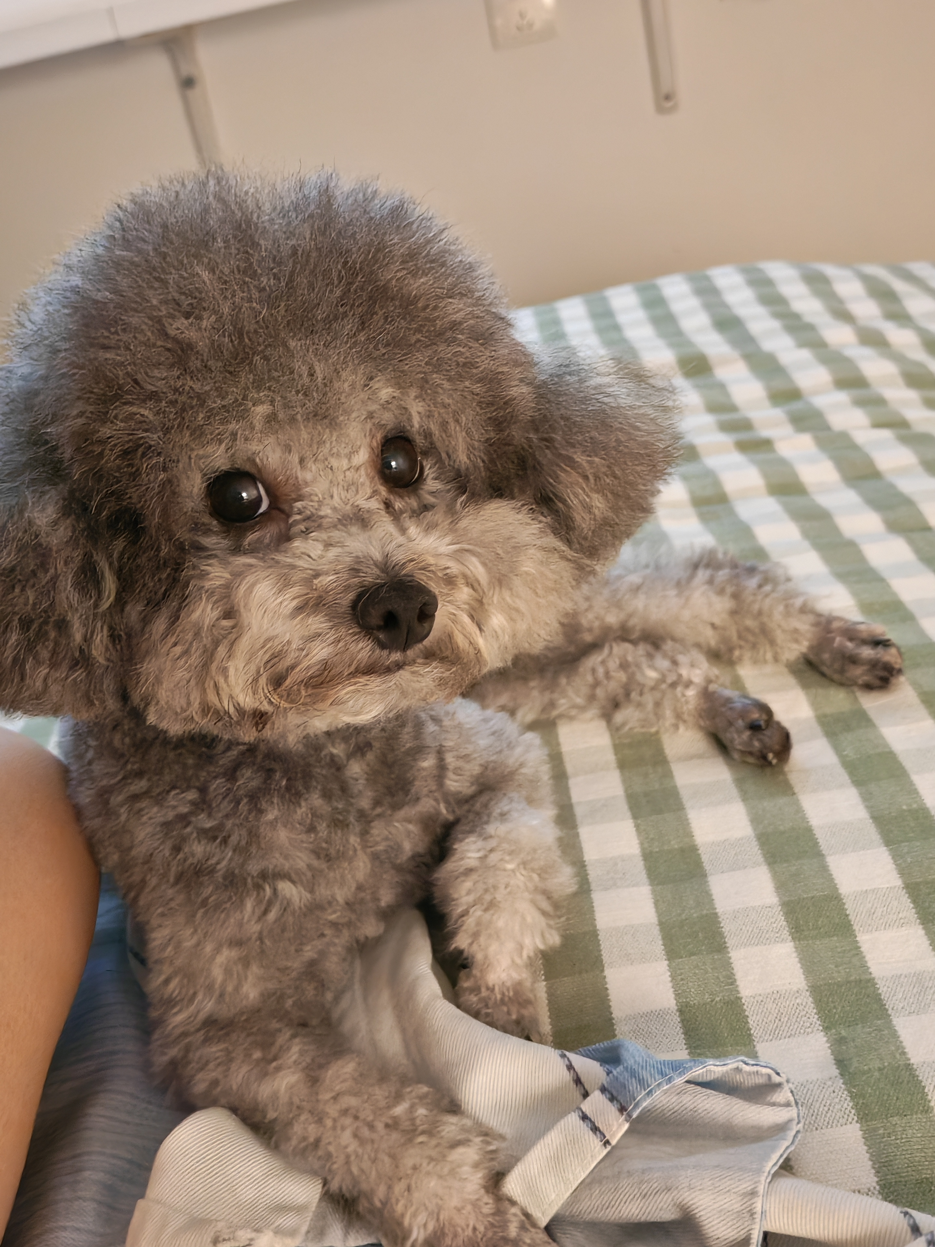 冠能狗粮体重控制绝育犬成犬狗粮全价2.5kg 高蛋白低脂肪健康减轻体重 实拍图
