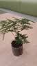 文竹盆栽绿植花卉盆景植物室内客厅水培文松云竹文竹大苗四季常青 小文竹【1颗】原盆原土球发货 高度15-25cm 实拍图