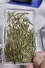 峨眉雪芽2026年新茶【门店同款】明前慧欣绿茶 嫩芽茶叶茗茶礼盒120g 实拍图