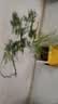 文竹盆栽绿植花卉盆景植物室内客厅水培文松云竹文竹大苗四季常青 小文竹【1颗】原盆原土球发货 高度15-25cm 实拍图