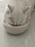 PETSTAR斜口陶瓷猫碗 猫粮碗猫咪喝水碗保护颈椎防打翻宠物碗 实拍图