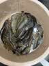 鲜活九节虾250g(10-15只) 实拍图