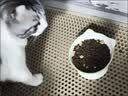LEGENDSANDY蓝氏全价猫粮生骨肉冻干成猫幼猫猎鸟乳鸽9kg(1.5kg*6)【囤货装】 实拍图