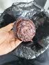 农科玉黑紫糯玉米3.68斤230g*8根营养粗粮杂粮东北苞米棒早代餐零食 实拍图