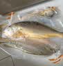 三都港 冷冻黄花鱼700g/2条装 大黄鱼深海鱼 生鲜鱼类 海鲜水产中秋礼品 实拍图