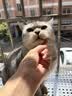 好适嘉猫罐头85g 98k主食罐成猫幼猫全价猫粮猫咪营养湿粮罐头非零食罐 鸡肉鸭肉牛肉 24罐整箱装 实拍图