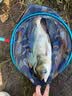 川泽伊势尼鱼钩子线双钩成品绑好挂仕防缠绕钩套装野钓湖库大物鲢鳙钩 钩5#线1.5#+钩6#线2.0# 20副组合装 实拍图
