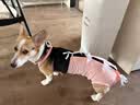 宠号狗狗绝育服母犬四脚衣手术服断奶衣服小中大型犬金毛柯基泰迪比熊 粉色（四季纯棉 绝育仅母犬可用） L 建议20-40斤 实拍图