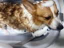 雪貂留香狗狗沐浴露宠物猫咪香波泰迪比熊清洁驱虫除虫止痒浴液 抑菌驱螨 实拍图