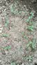 北蔬水果黄瓜种子苗甜脆秋季蔬菜种籽 潍胖二号水果黄瓜种子100粒x2包 实拍图