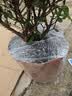 石榴花盆栽观赏石榴树老桩带果室内客厅绿植四季好养易活植物花卉 6年精选大苗 实拍图