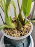 绿盼种兰花干水苔养蝴蝶兰种植专用盆栽园艺土苔藓乌龟爬虫优质垫材 实拍图