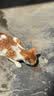 网易严选全价冻干双拼猫粮3.0 猫干粮成猫幼猫通用高鲜肉粮 自营金选1.8kg 实拍图