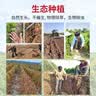 张宝山焦作特产垆土铁棍山药中秋节送礼严选5斤净重】长45-50cm源头直发 实拍图