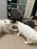 网易严选全价鲜鸡肉猫粮J40 生骨肉无谷主食冻干 成幼猫草本植萃10kg 实拍图