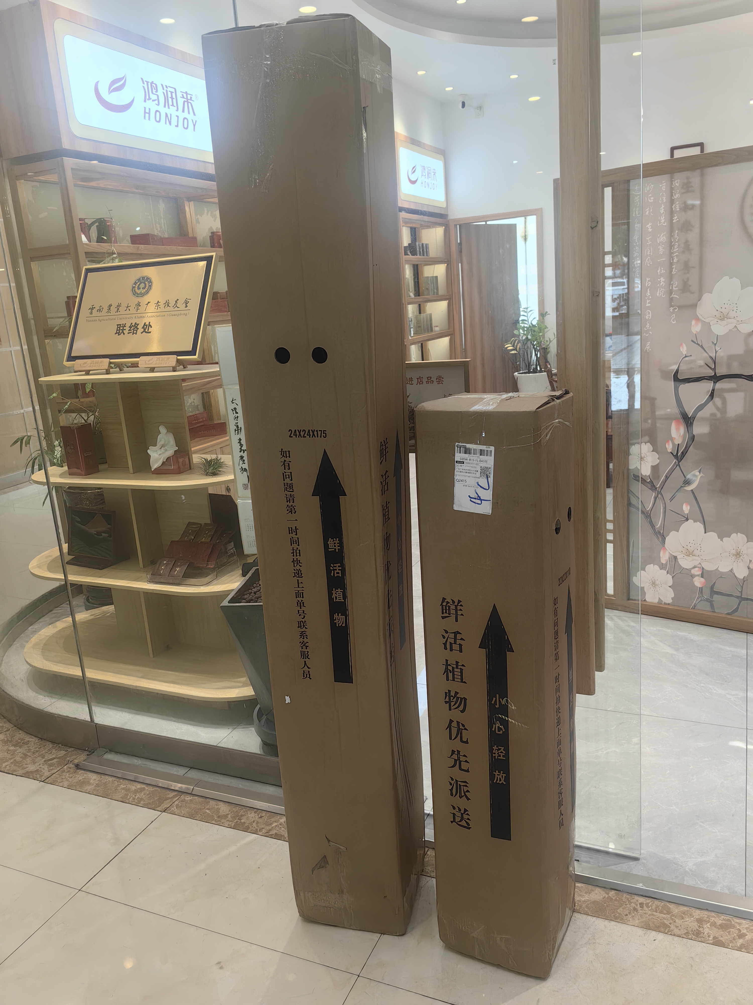 叹为观止大型植物发财树各种大颗盆栽开业乔迁客厅办公室内好养大型花卉 金钱树【80厘米-1米】 含盆 实拍图